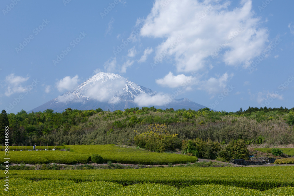 Obraz premium 茶畑と富士山