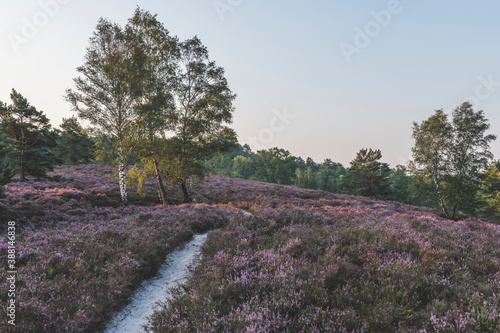 Germany, Hamburg, Fischbeker Heide, Heather field and trees at sunrise photo