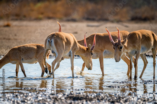 Close up of saiga at a watering place drinks water