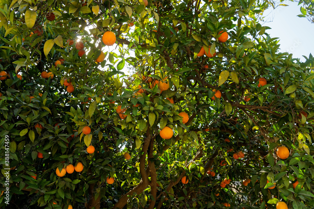 orange tree with oranges