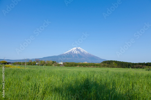 朝霧高原の草原と富士山