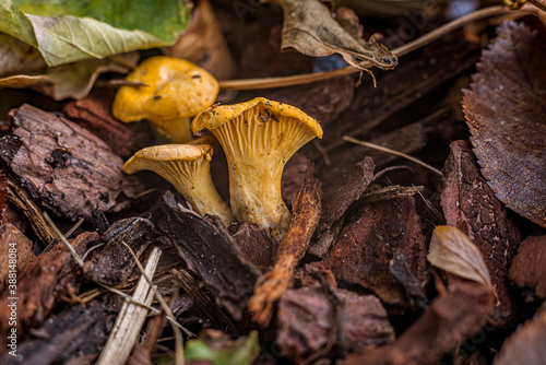 chanterelles growing on a brown soil covered with leaves and bark pieces, Denmark, October 25, 2020 photo