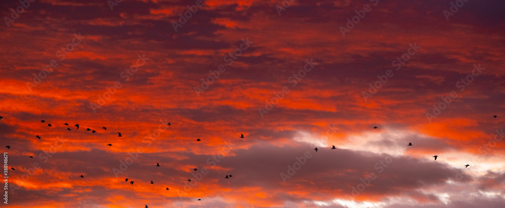 Fototapeta premium Panoramic view of birds flying in the sky during sunrise or sunset with nice orange clouds in the background.