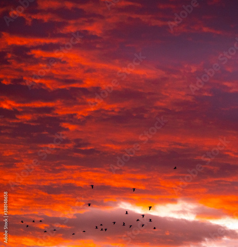 Birds flying in the sky during sunrise or sunset with some nice orange clouds in the background.