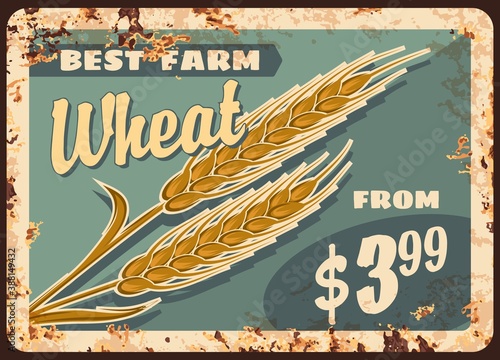 Wheat rusty metal plate, vector promo for agricultural farm production. Farm grain harvest vintage rust tin sign, natural product retro poster. Golden wheat ears ferruginous price tag for market
