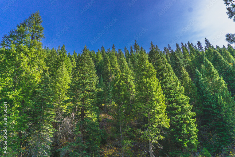 Fototapeta premium forest and sky