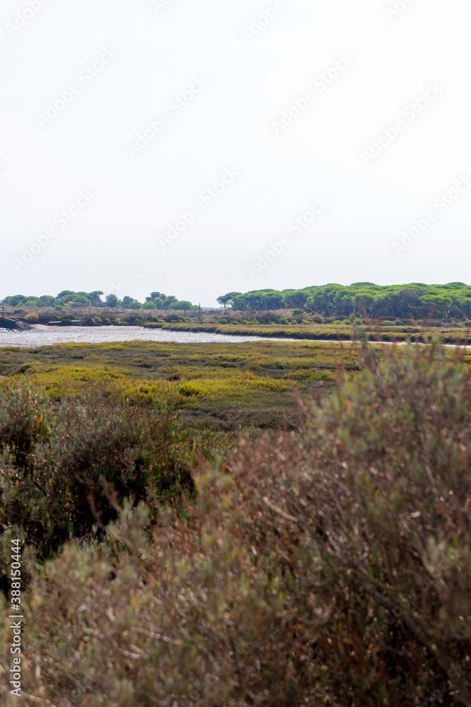 Campo, planta, flor, rio y agua en parque natural del Río Piedras y Flecha del Rompido en Cartaya, Huelva, Andalucia, España