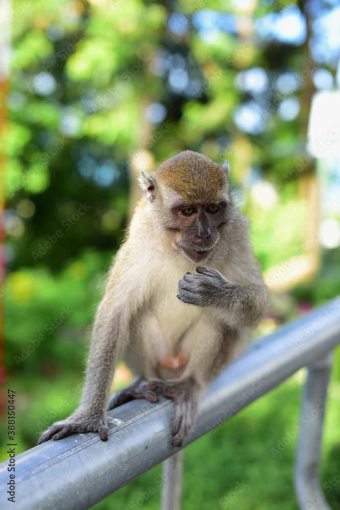 Monkey making a cute expression
A herd of monkeys that live in tourist attractions Monkey making a cute expression
A herd of monkeys that live in tourist attractions