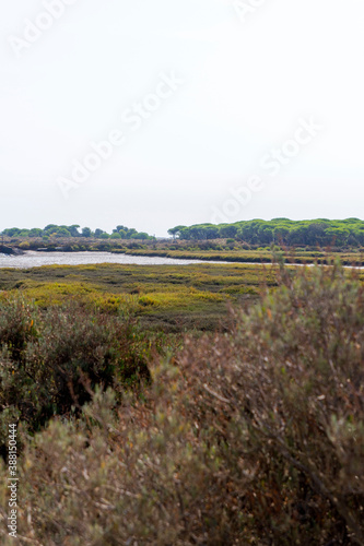 Campo, planta, flor, rio y agua en parque natural del Río Piedras y Flecha del Rompido en Cartaya, Huelva, Andalucia, España
