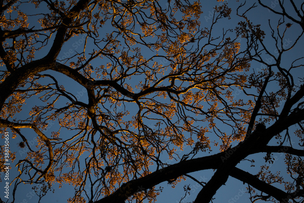 treetops with blue sky in the background treetops with blue sky in the background