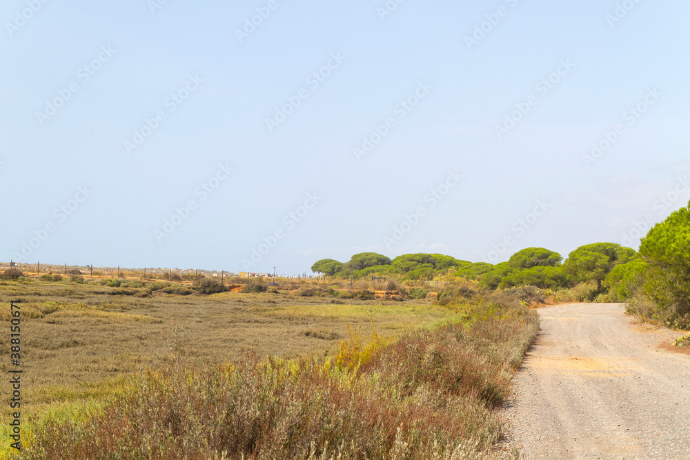 Fototapeta premium Campo, planta, flor, rio y agua en parque natural del Río Piedras y Flecha del Rompido en Cartaya, Huelva, Andalucia, España