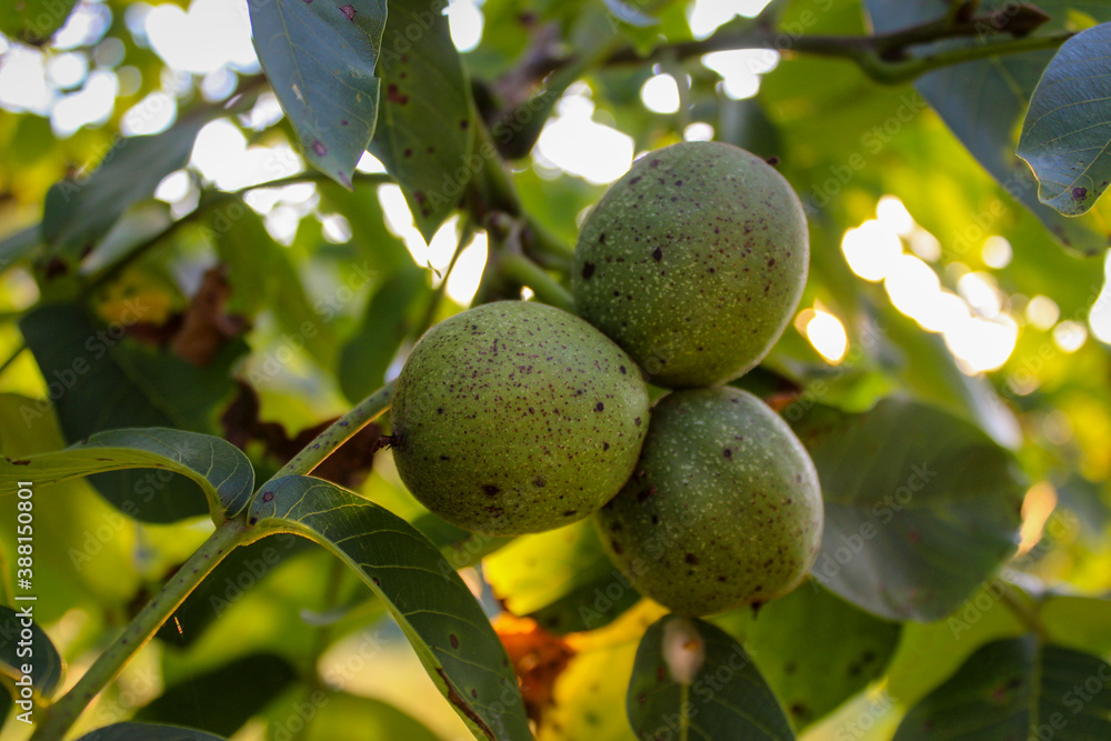 Green unripe walnuts on a branch. Three walnuts on a branch with a leaves in the background.