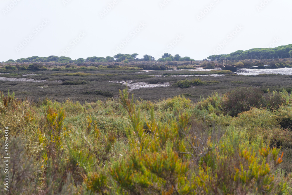 Campo, planta, flor, rio y agua en parque natural del Río Piedras y Flecha del Rompido en Cartaya, Huelva, Andalucia, España