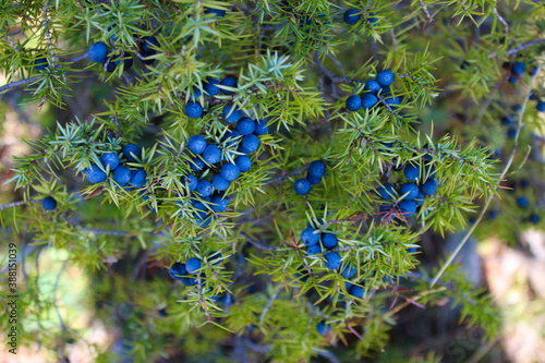 Lots of ripe navy blue juniper berries all over the branch between the green needles. Juniperus communis fruit.