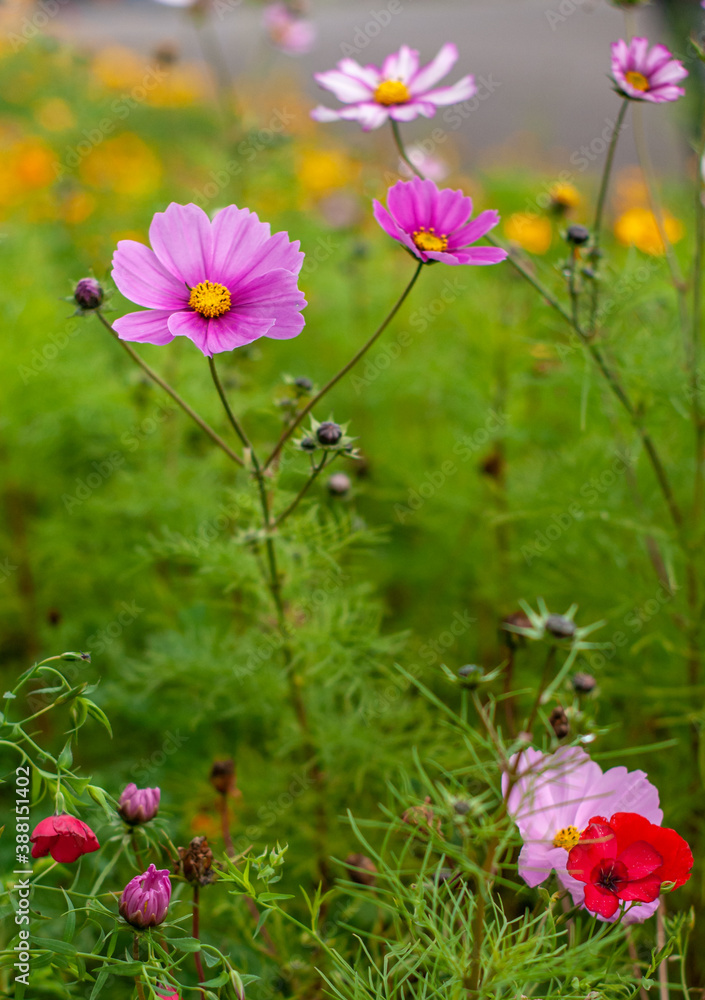 pink flowers in the field