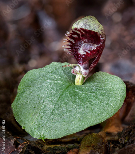 Toothed Helmet Orchid (Corybas pruinosus) - approx 25mm high - flower stem grows through a single heart-shaped leaf - NSW, Australia photo