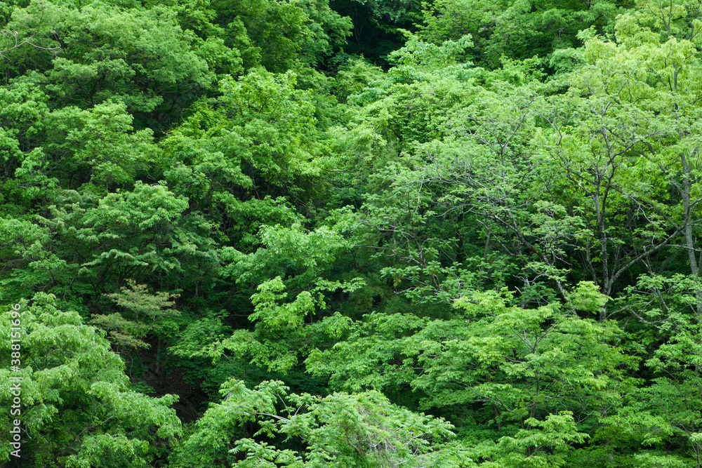 Obraz premium 新緑の森林