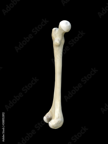 Left human femur bone, Femur bone structure. Human health concept useful for medical, black background, 3d rendering photo