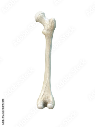 Right human femur bone, posterior view, bone anatomy, white background, 3d rendering