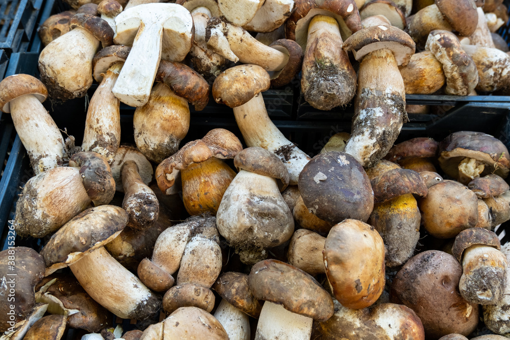 Fresh porcini mushrooms on the local market. top view. vegan vegetarian food Fresh porcini mushrooms on the local market. top view. vegan vegetarian food