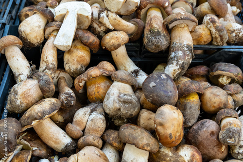 Fresh porcini mushrooms on the local market. top view. vegan vegetarian food