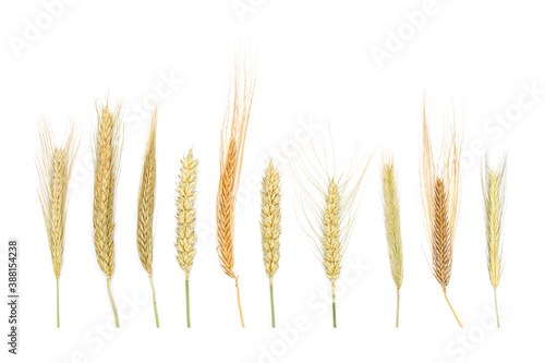 A set of dried ears of cereals isolated on white background. Dry cereals spikelets in a row with blank space for text. Ears of wheat, rye, barley and triticale.