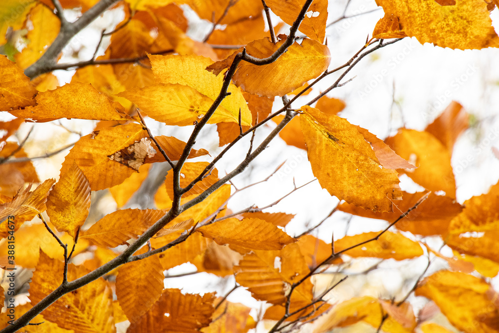 Golden Fall Beech Leaves Waving On a Branch