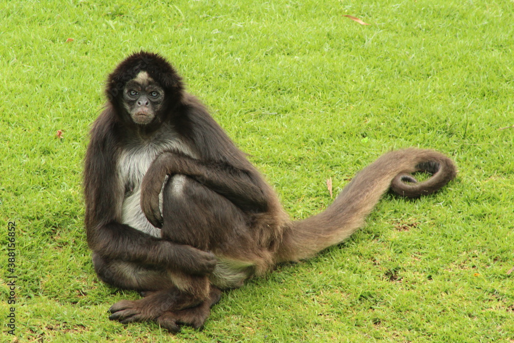 Obraz premium Primate sentada pensativa, césped verde