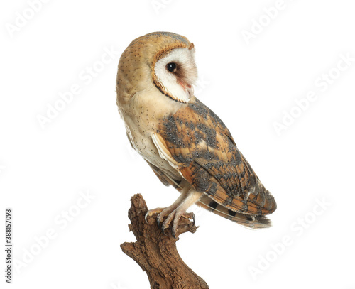 Beautiful common barn owl on twig against background