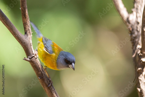 Comesebo, (Phrygilus Patagonicus). Bird of South America. colorful and small bird that can be seen in all the parks of Patagonia. photo