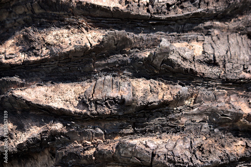 Detail of the trunk of an old palm tree