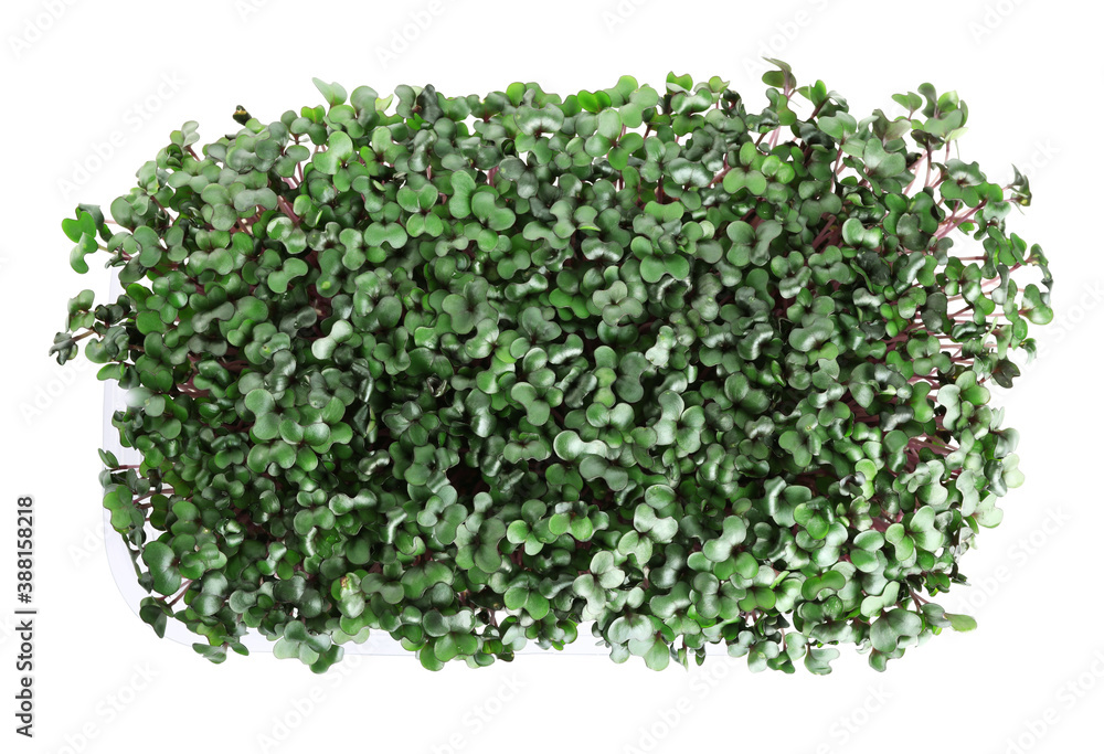 Fototapeta premium Fresh organic microgreen on white background, top view