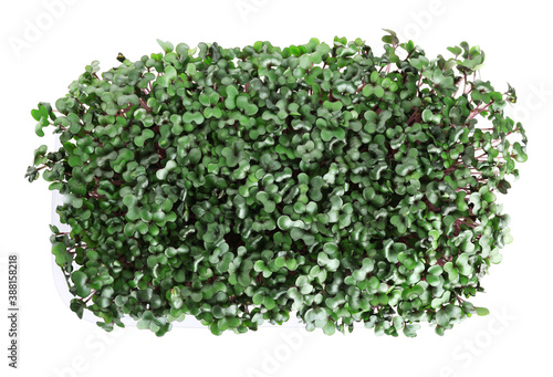 Fresh organic microgreen on white background, top view