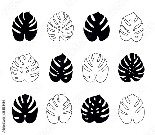 Icons with tropical palm leaves, monstera. Beautiful hand drawn exotic plants. Floral background. Monsters isolated on white background. Monstera leaves, jungle. Silhouette of monstera leaves