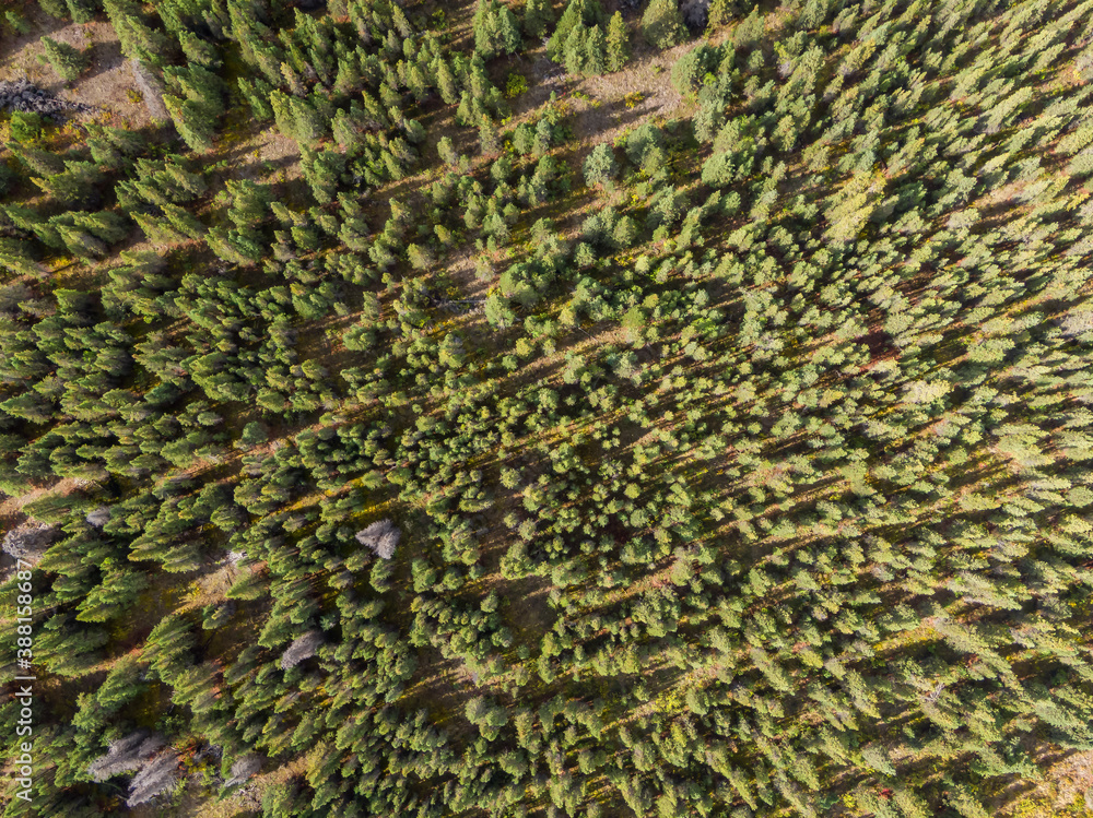 Aerial Drone Shot of Green Trees in a forest Viewed from Above. Sunny Summer Day. Taken in Yukon, Canada. Nature Background Aerial Drone Shot of Green Trees in a forest Viewed from Above. Sunny Summer Day. Taken in Yukon, Canada. Nature Background