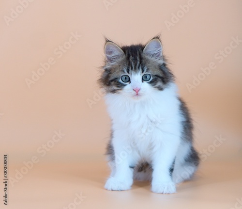 Siberian cat on colored backgrounds