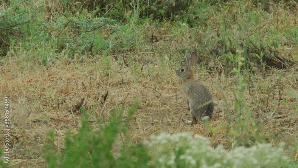 Rabbit on Hind Legs in Brush Rabbit on Hind Legs in Brush