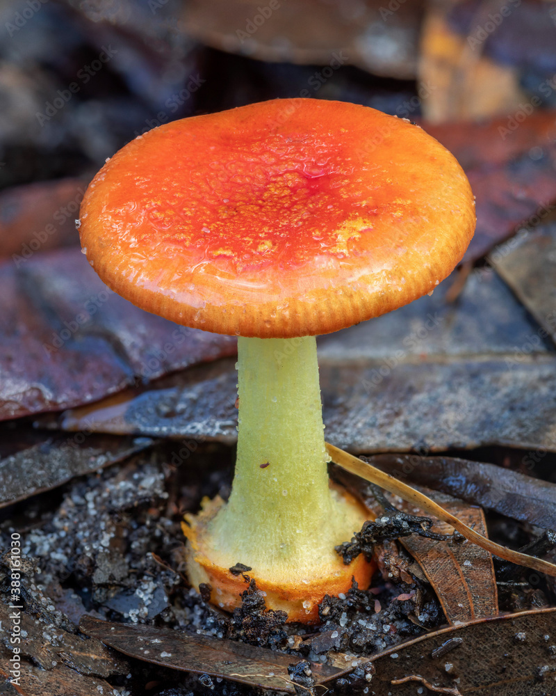 Amanita xanthocephala fungus growing on forest floor - NSW, Australia