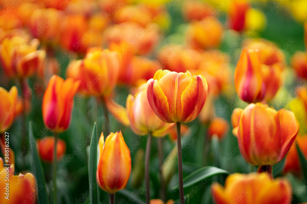 Orange tulip flowers close up. Selective focus Orange tulip flowers close up. Selective focus