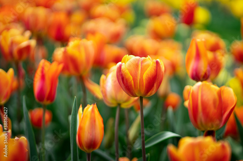 Orange tulip flowers close up. Selective focus