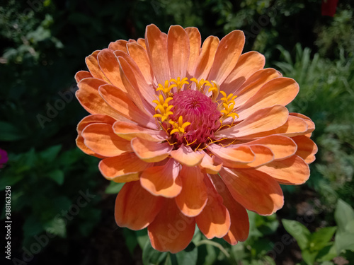 picture of profusion double deep salmon zinnia flower. lime orange color