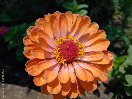 picture of profusion double deep salmon zinnia flower. lime orange color