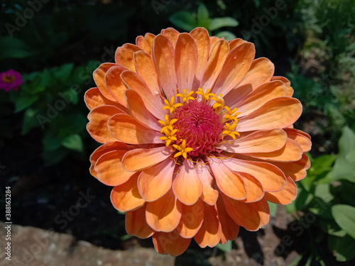 picture of profusion double deep salmon zinnia flower. lime orange color photo