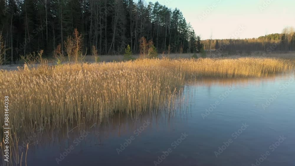 The aerial shot of the brown rushes grass in Finland.aerial shot The aerial shot of the brown rushes grass in Finland.aerial shot