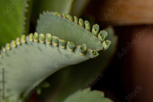 Details of the leaves of a crasulaceous plant photo