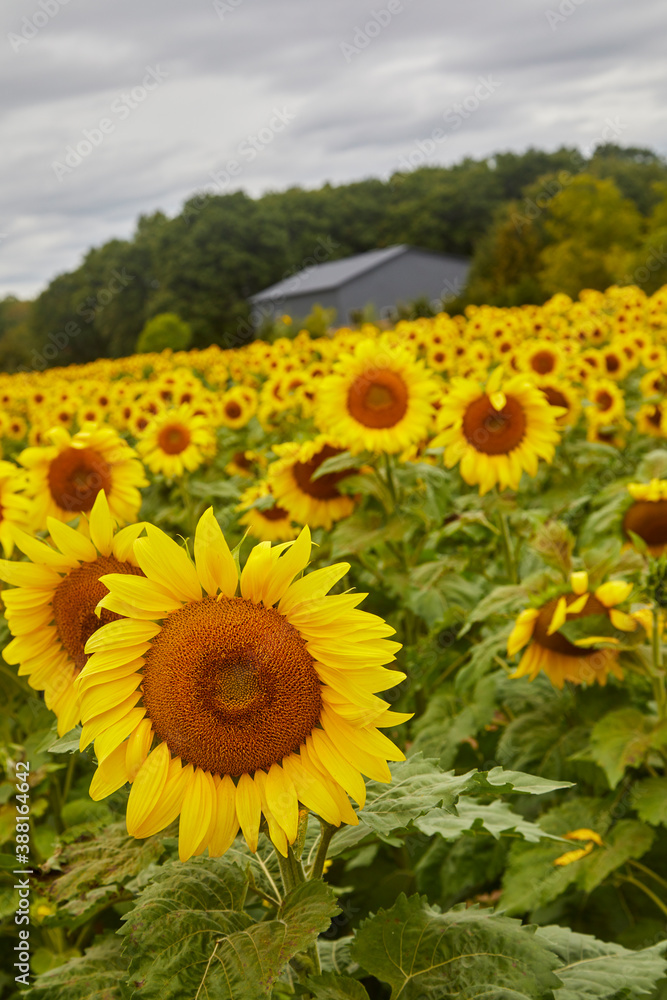Fototapeta premium Sunflower field vertical image with many flowers turning toward the sun
