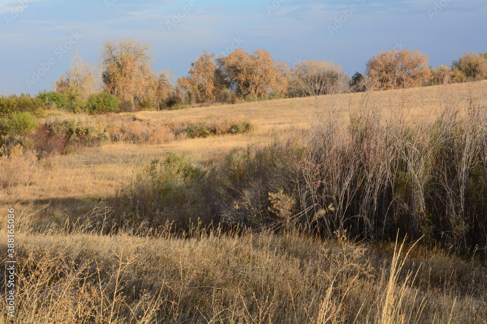 Dry autumn afternoon Colorado landscape of trees, bushes and prairie grasses