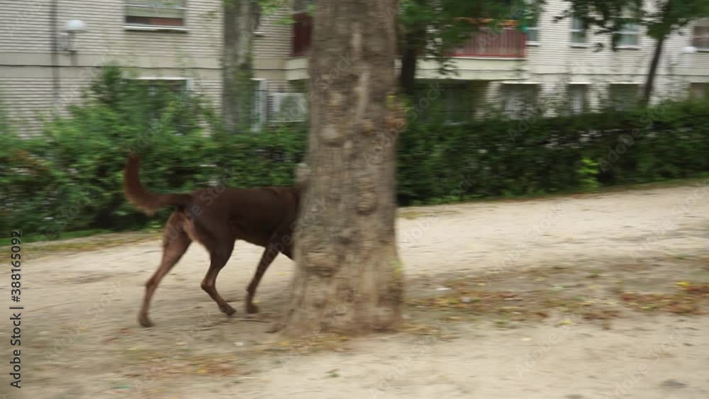 Happy Irish Setter dog playing fetch in park, slow motion Happy Irish Setter dog playing fetch in park, slow motion