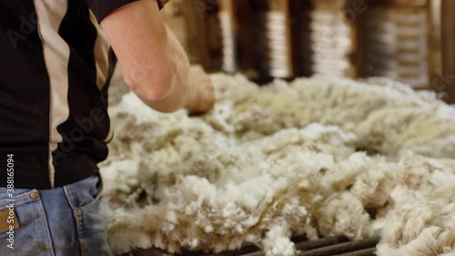 Slow motion sheep fleece skirting by male shed hand