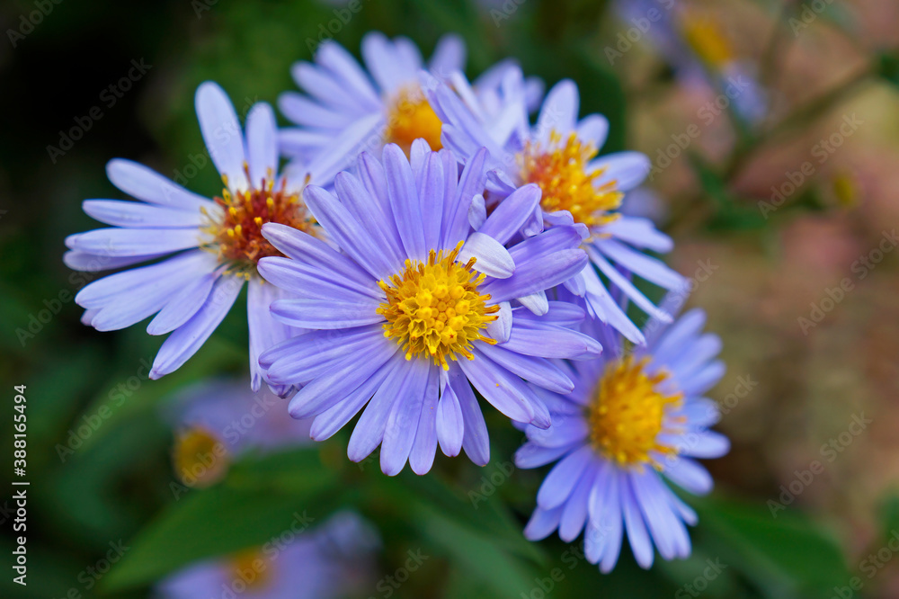 European Michaelmas-daisy flowers (Aster amellus) European Michaelmas-daisy flowers (Aster amellus)